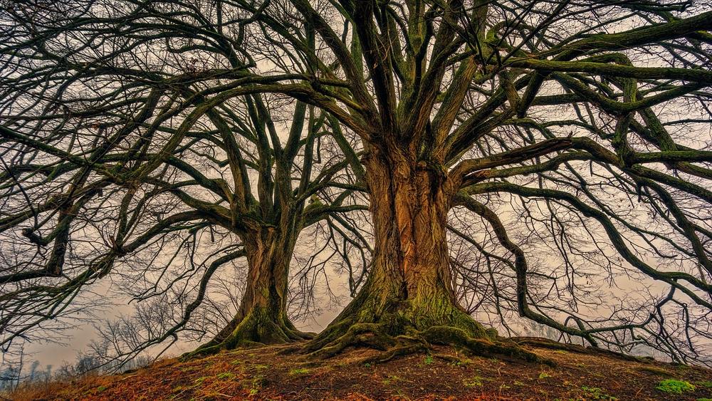 The Lord told him to sit in a hole in a big tree outside town and pray